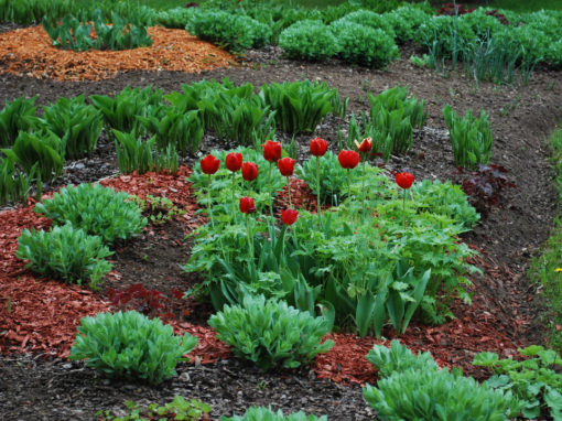 Garden Mulching
