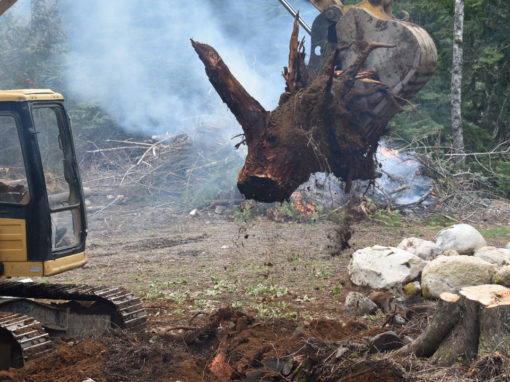 Tree Removal / Brush Clearing